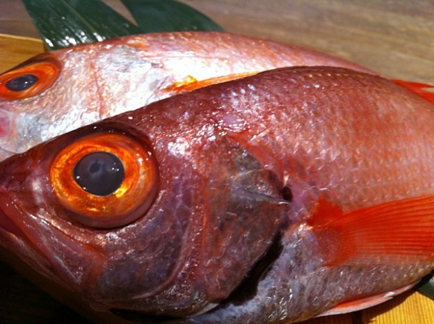 のどが黒くてむつっこいお魚！