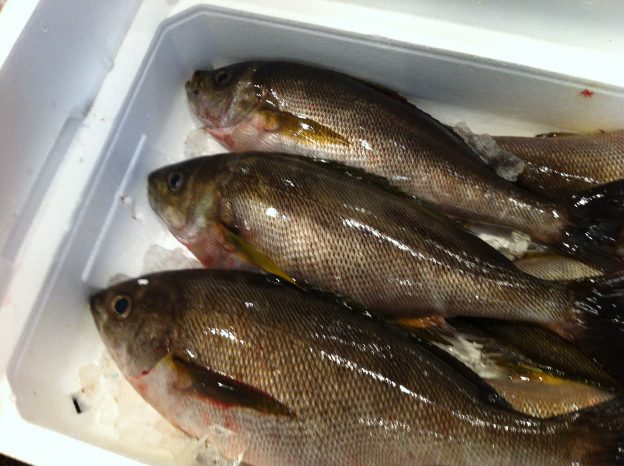 梅雨一先　　今この魚ば食べんしゃい❧❧❧